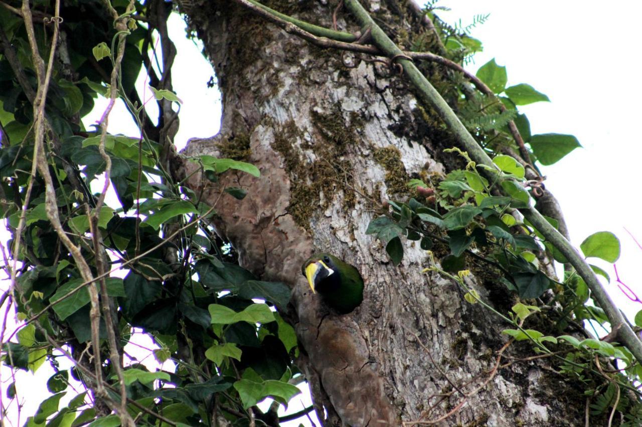 Hotel Bosque Verde Lodge Monteverde Kültér fotó