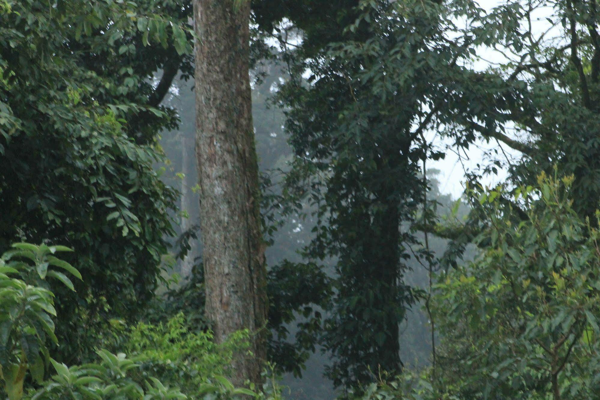 Hotel Bosque Verde Lodge Monteverde Kültér fotó